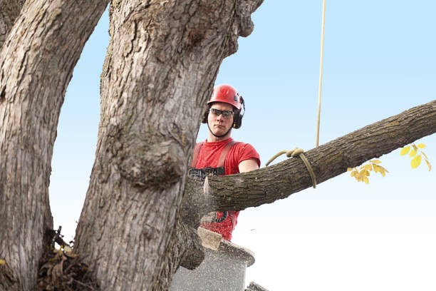 Elm City, NC Tree Removal Services Company